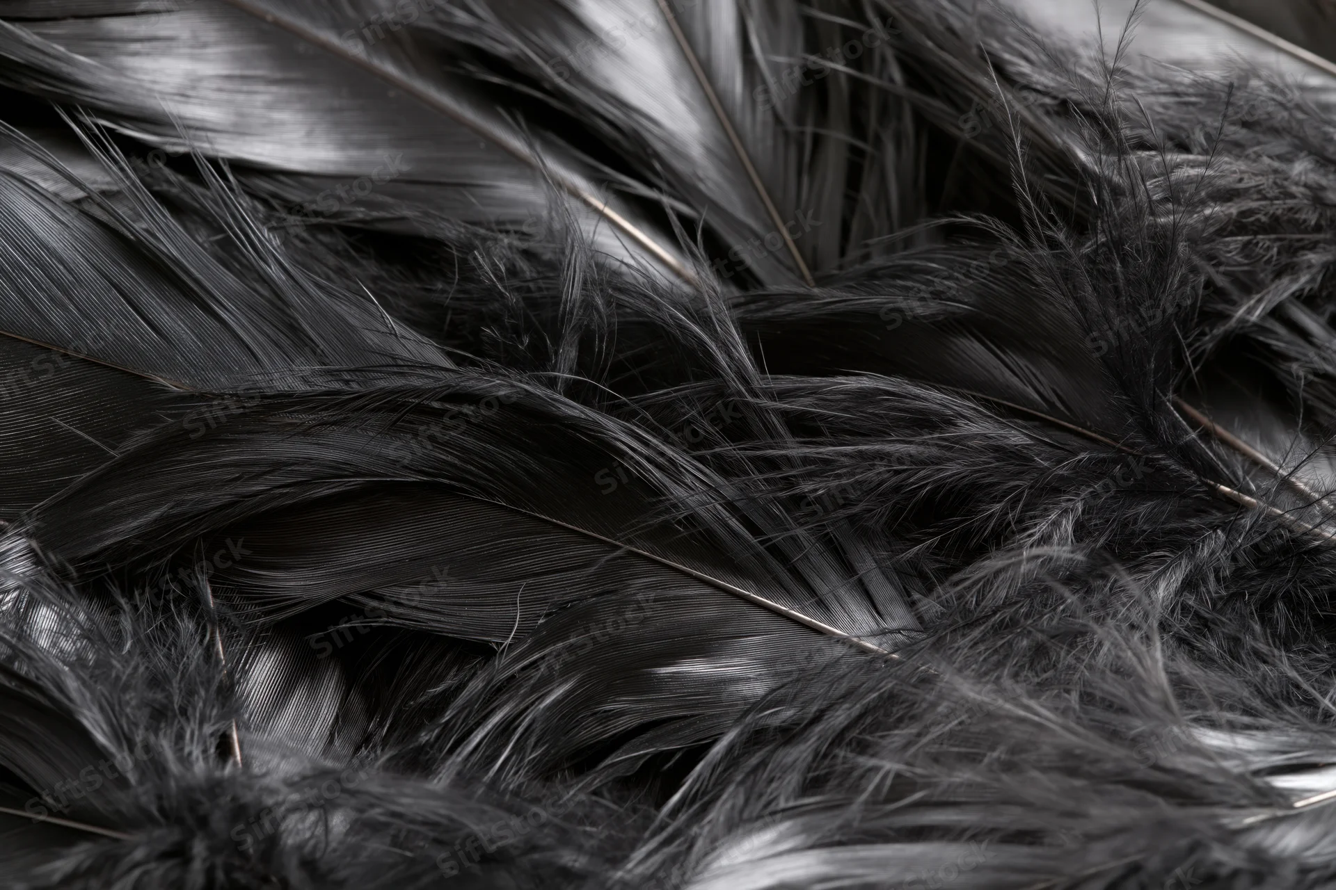 Close-up of overlapping dark feathers layered in soft texture