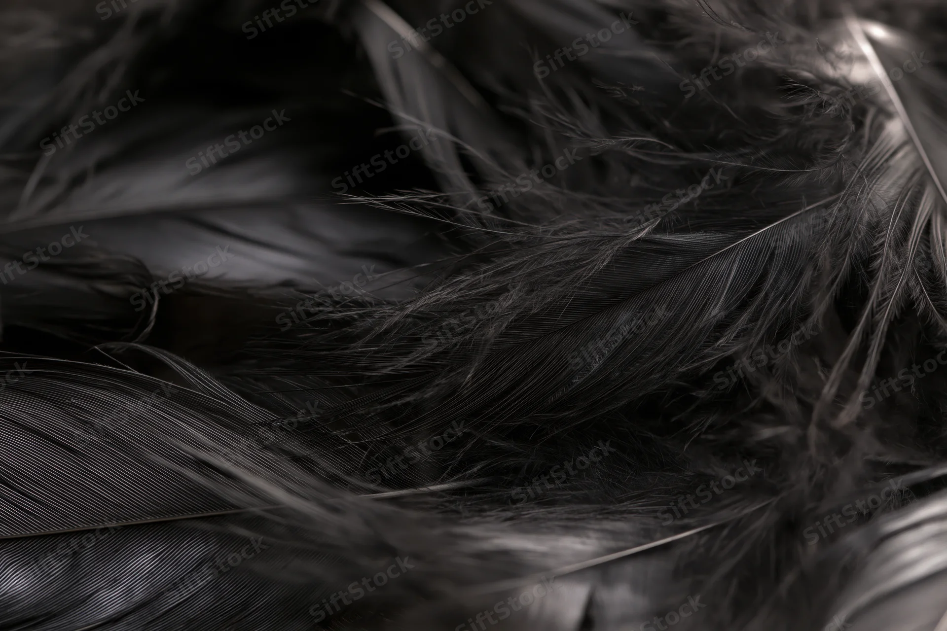 Closeup of overlapping dark feathers layered in soft texture