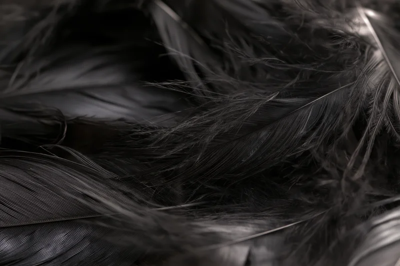 Closeup of overlapping dark feathers layered in soft texture