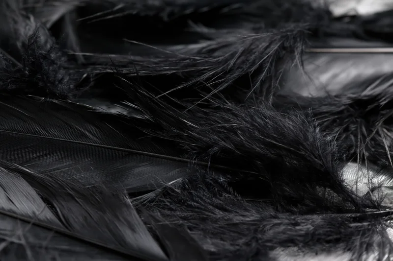 Closeup of overlapping dark feathers layered in soft texture with fine details and natural shadows