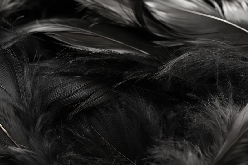 Closeup of overlapping dark feathers layered in soft texture