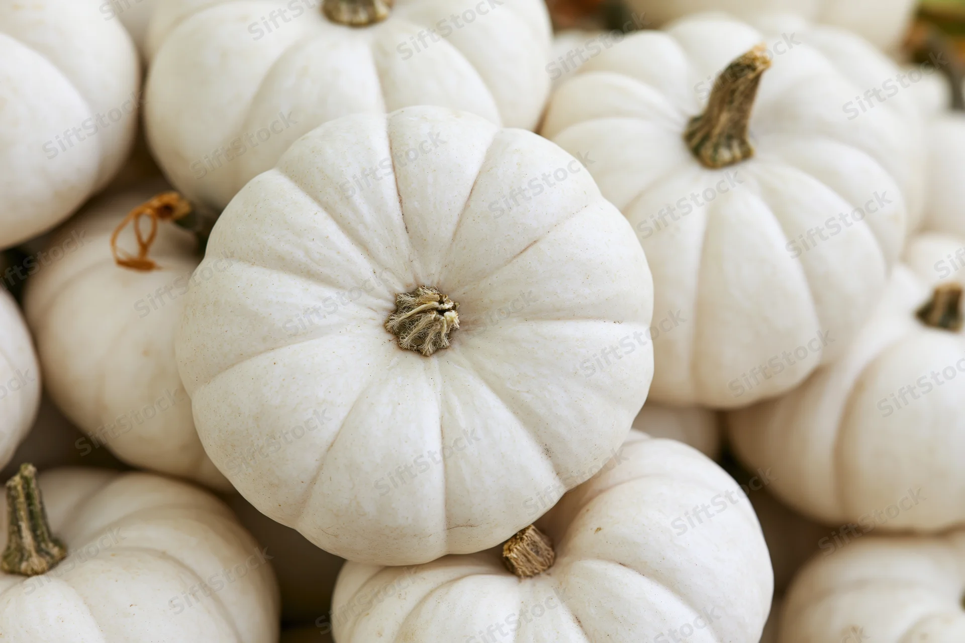 Closeup of a small white pumpkin resting on a pile of similar pumpkins