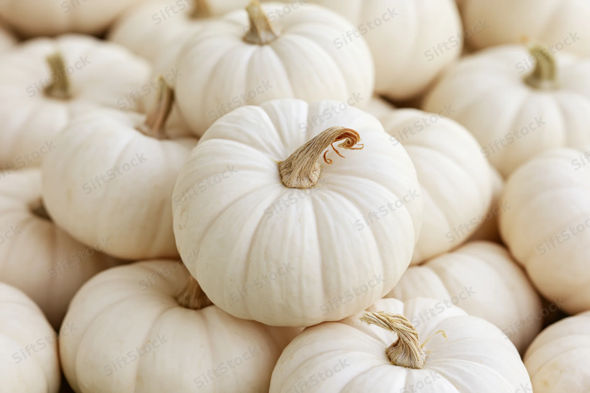 Close-up of a small white pumpkin resting on a pile of identical pumpkins