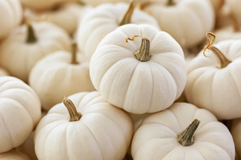 Small white pumpkin resting on a pile of similar pumpkins in close-up view