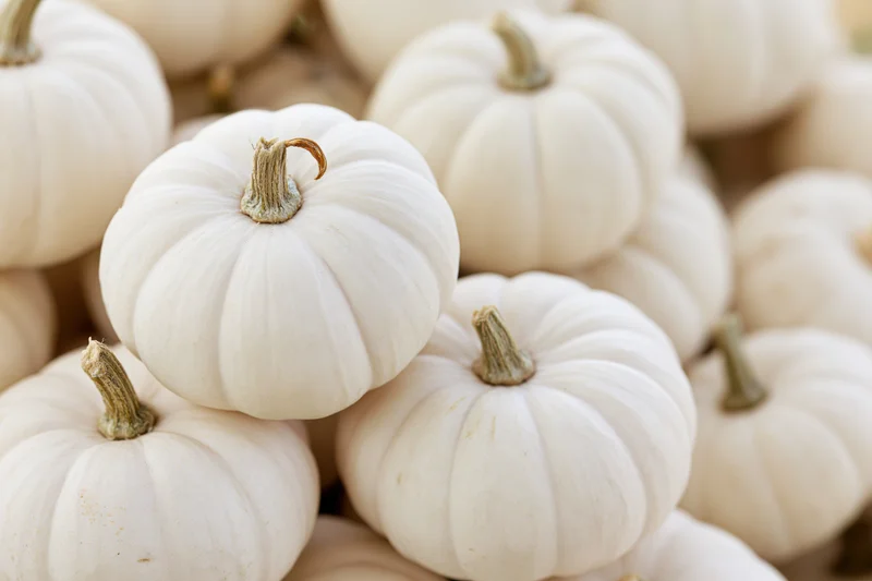 Small white pumpkins stacked in a pile for autumn decoration
