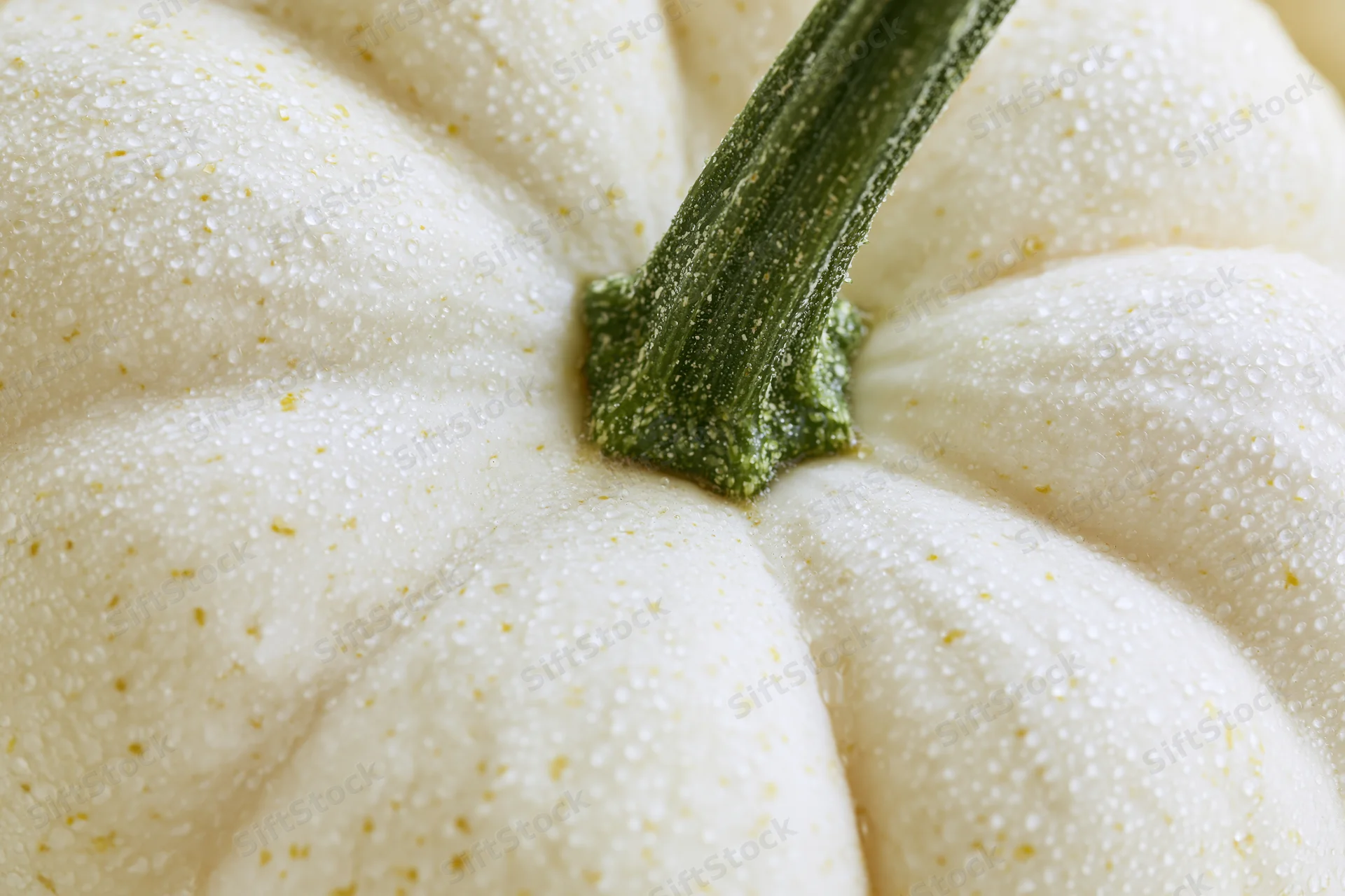 Close-up of a white pumpkin with water droplets on its surface near the green stem