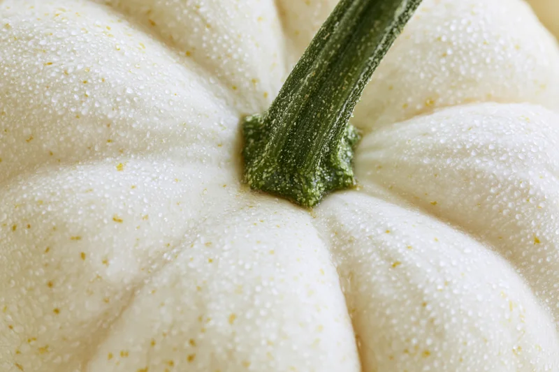 Close-up of a white pumpkin with water droplets on its surface near the green stem