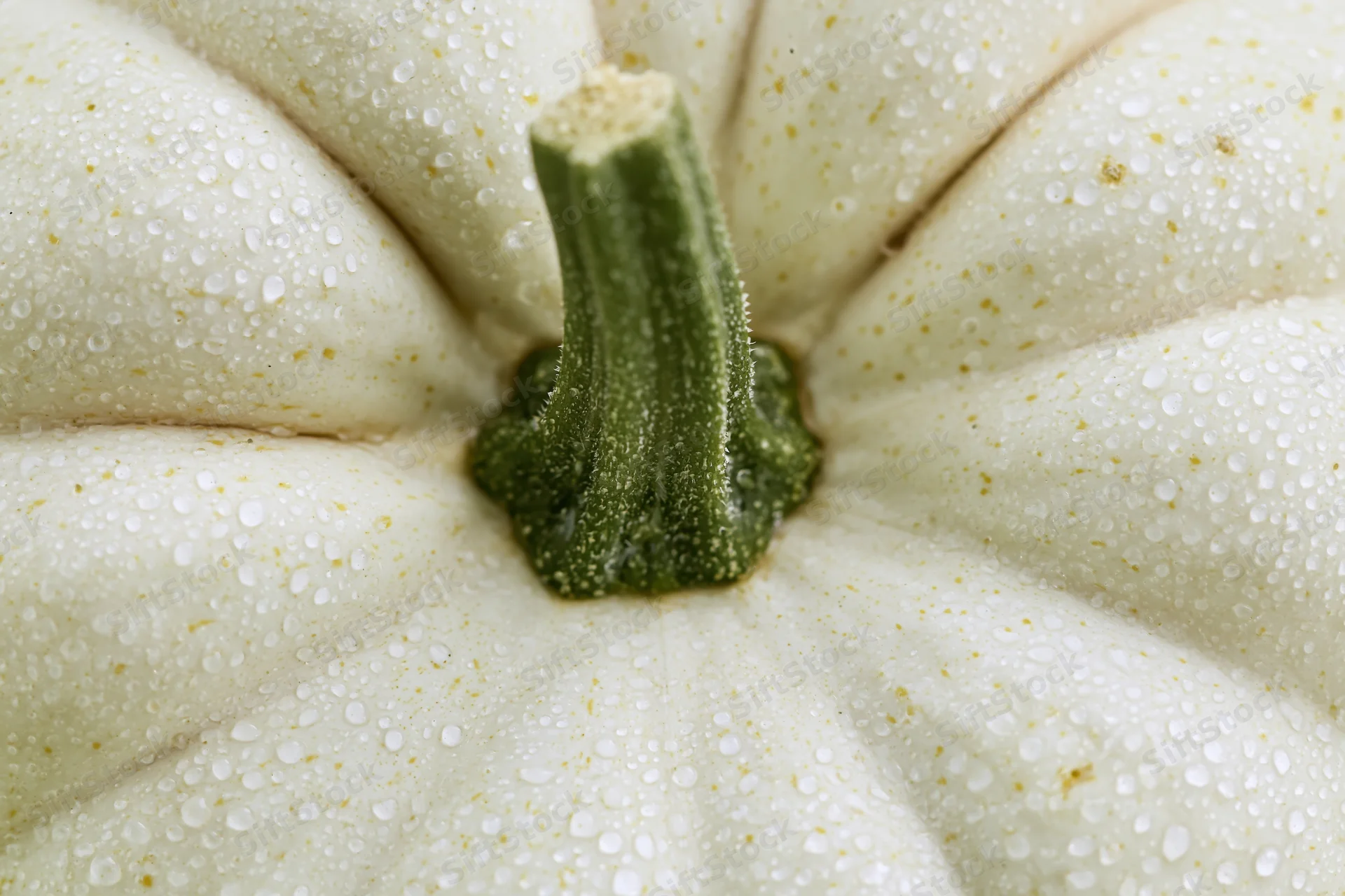 Closeup of white pumpkin with water droplets on its surface and green stem