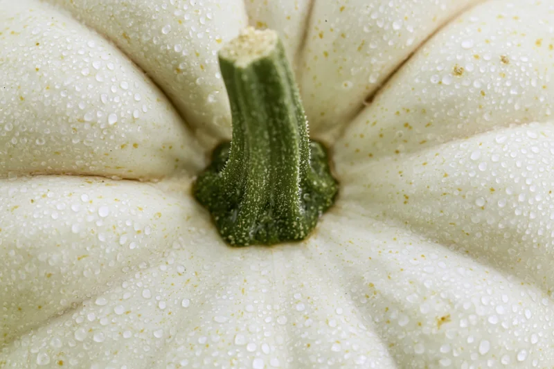 Closeup of white pumpkin with water droplets on its surface and green stem