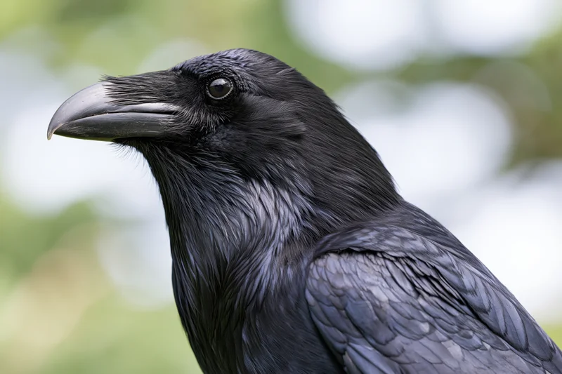 Close-up profile of a raven facing left with glossy black feathers and sharp beak outdoors