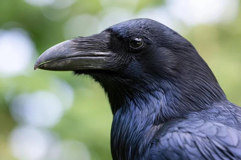 Close-up profile of a raven facing left with glossy black feathers and sharp beak against a blurred green foliage background
