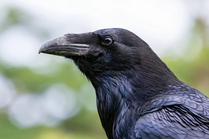 Close-up profile of a raven facing left with glossy black feathers and sharp beak in a natural outdoor setting