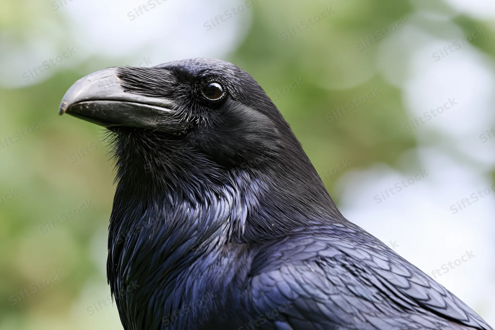 Close-up portrait of a raven facing left with glossy black feathers and sharp beak in a natural outdoor setting