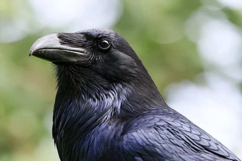 Close-up portrait of a raven facing left with glossy black feathers and sharp beak in a natural outdoor setting