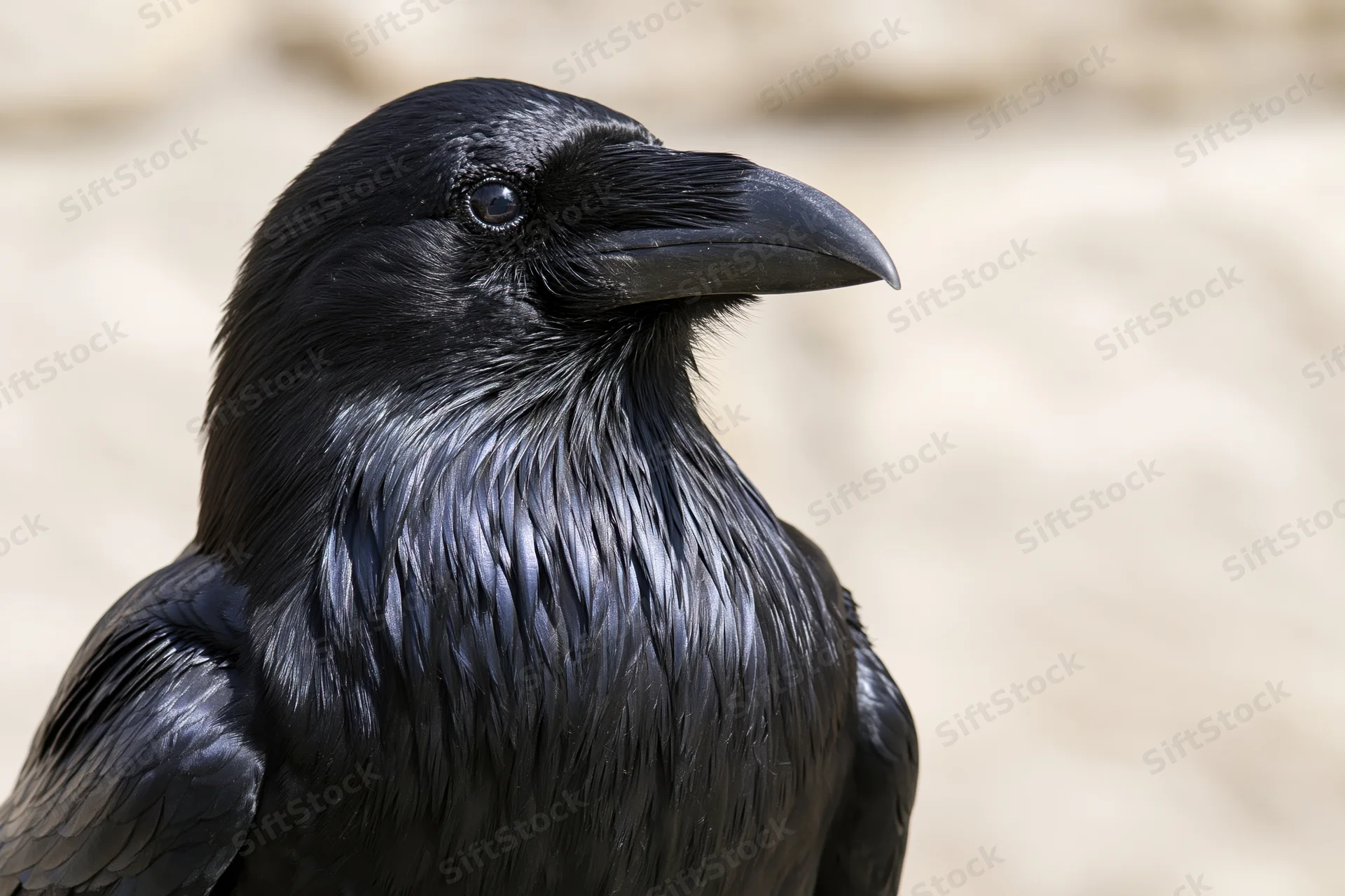 Close-up portrait of a raven turning its head slightly outdoors