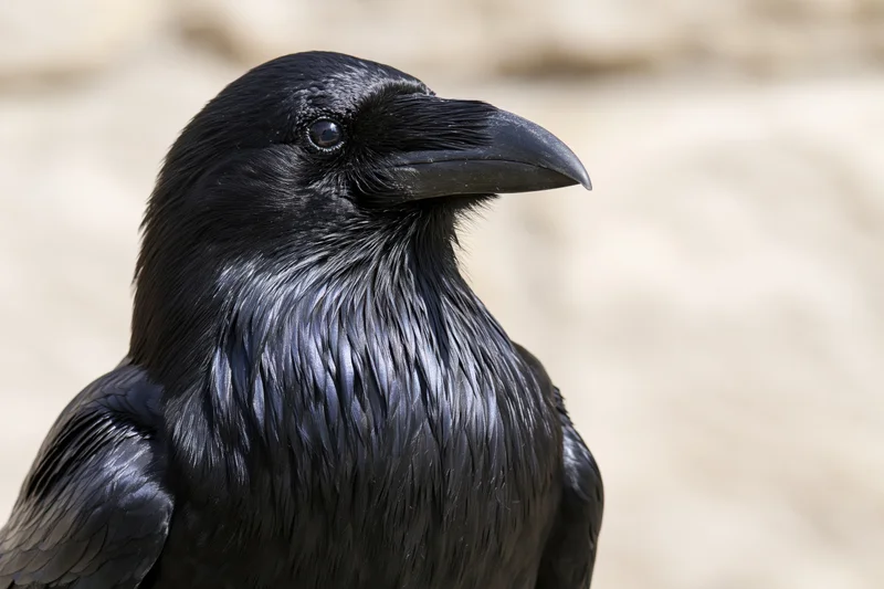 Close-up portrait of a raven turning its head slightly outdoors