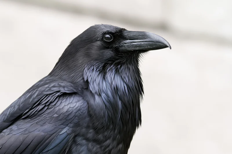 Close-up portrait of a raven turning its head slightly in profile
