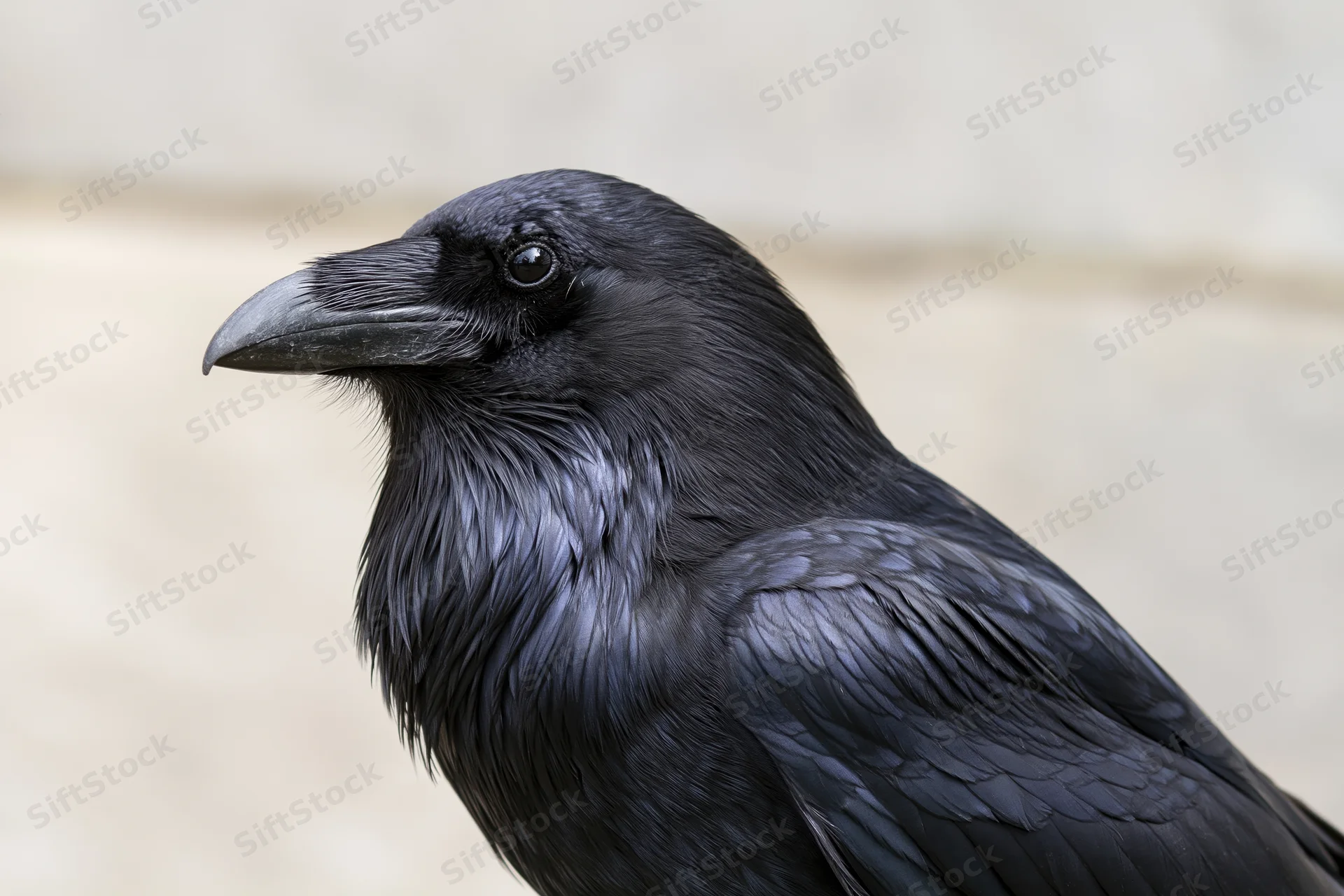 Close-up profile of a raven with glossy black feathers and sharp beak outdoors