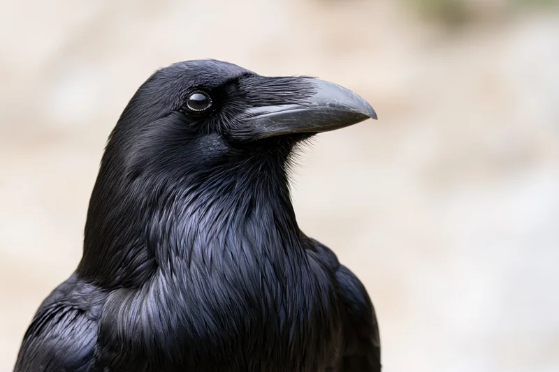 Close-up portrait of a raven turning its head slightly outdoors