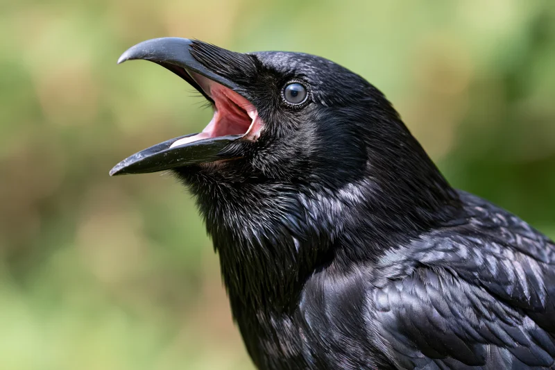 Close-up of a black crow with open beak calling in a green outdoor setting
