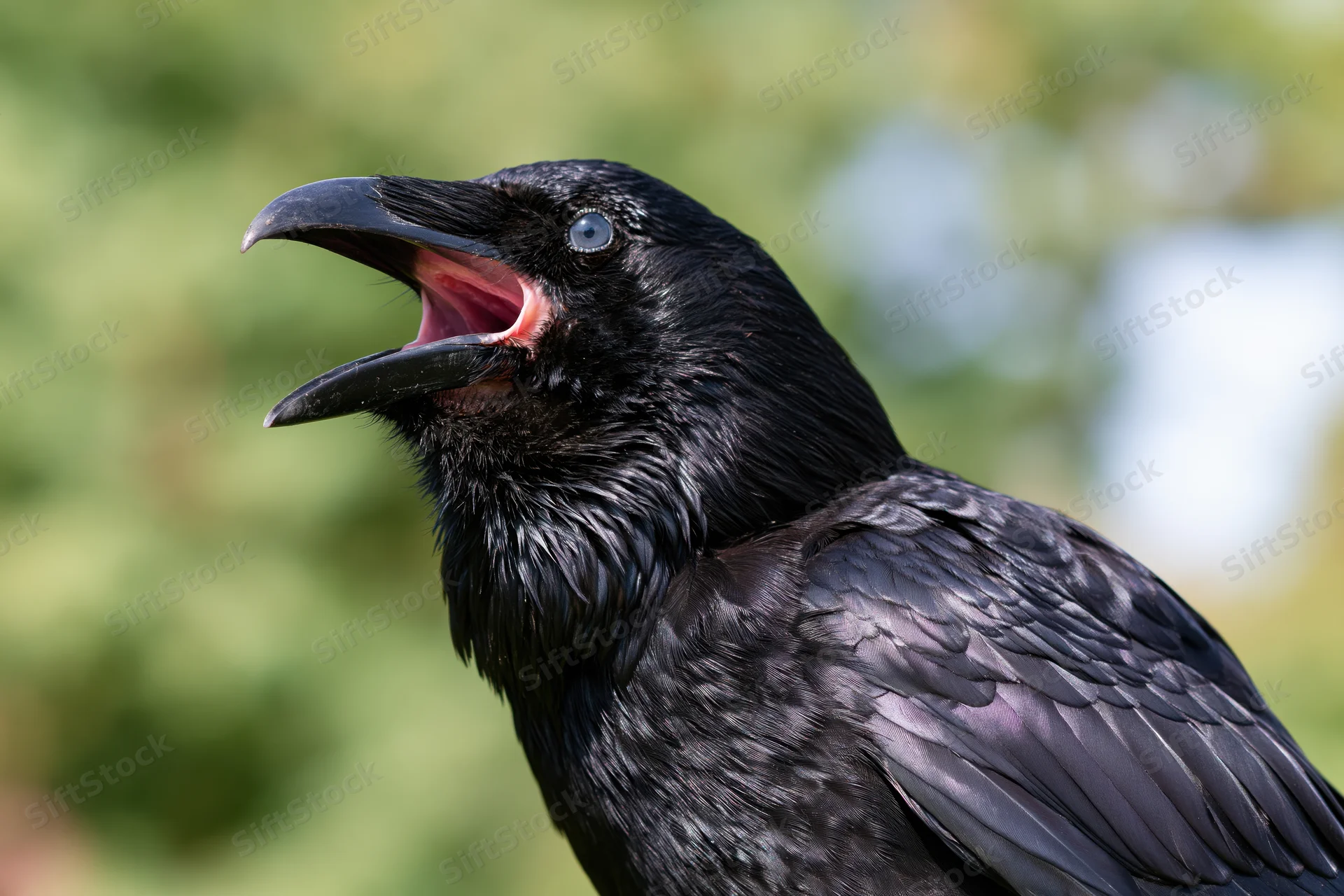 Close-up of a black crow with open beak calling in a green outdoor setting