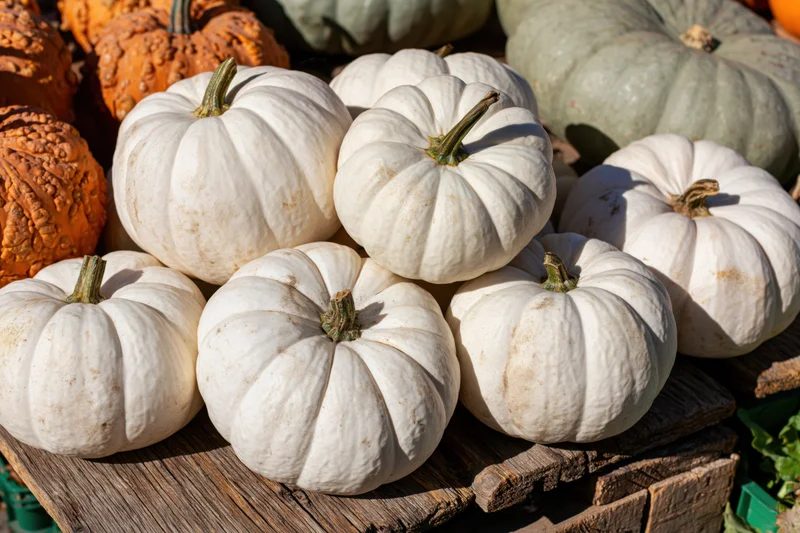 White ghost pumpkins stacked on a weathered wooden crate outdoors in sunlight