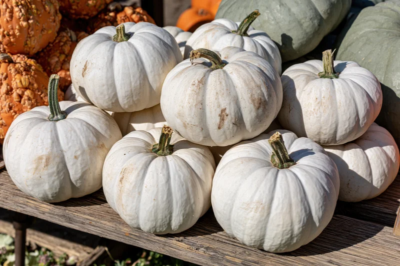 White ghost pumpkins piled on a weathered wooden shelf outdoors