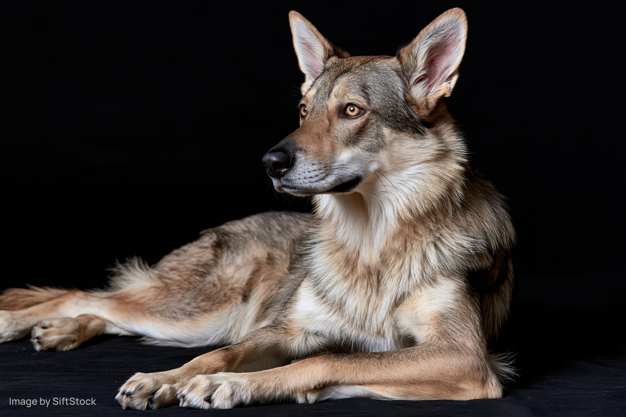 Czechoslovakian wolfdog lying down with front paws stretched on black background