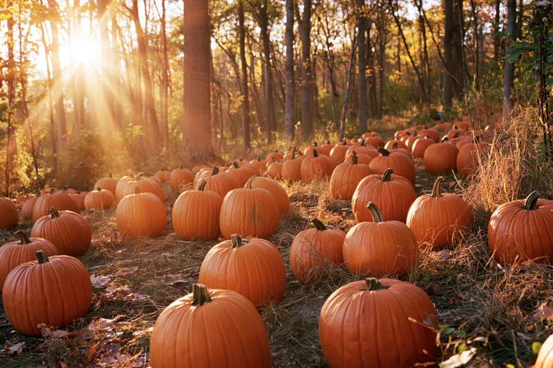 Pumpkins scattered across forest floor in autumn sunlight