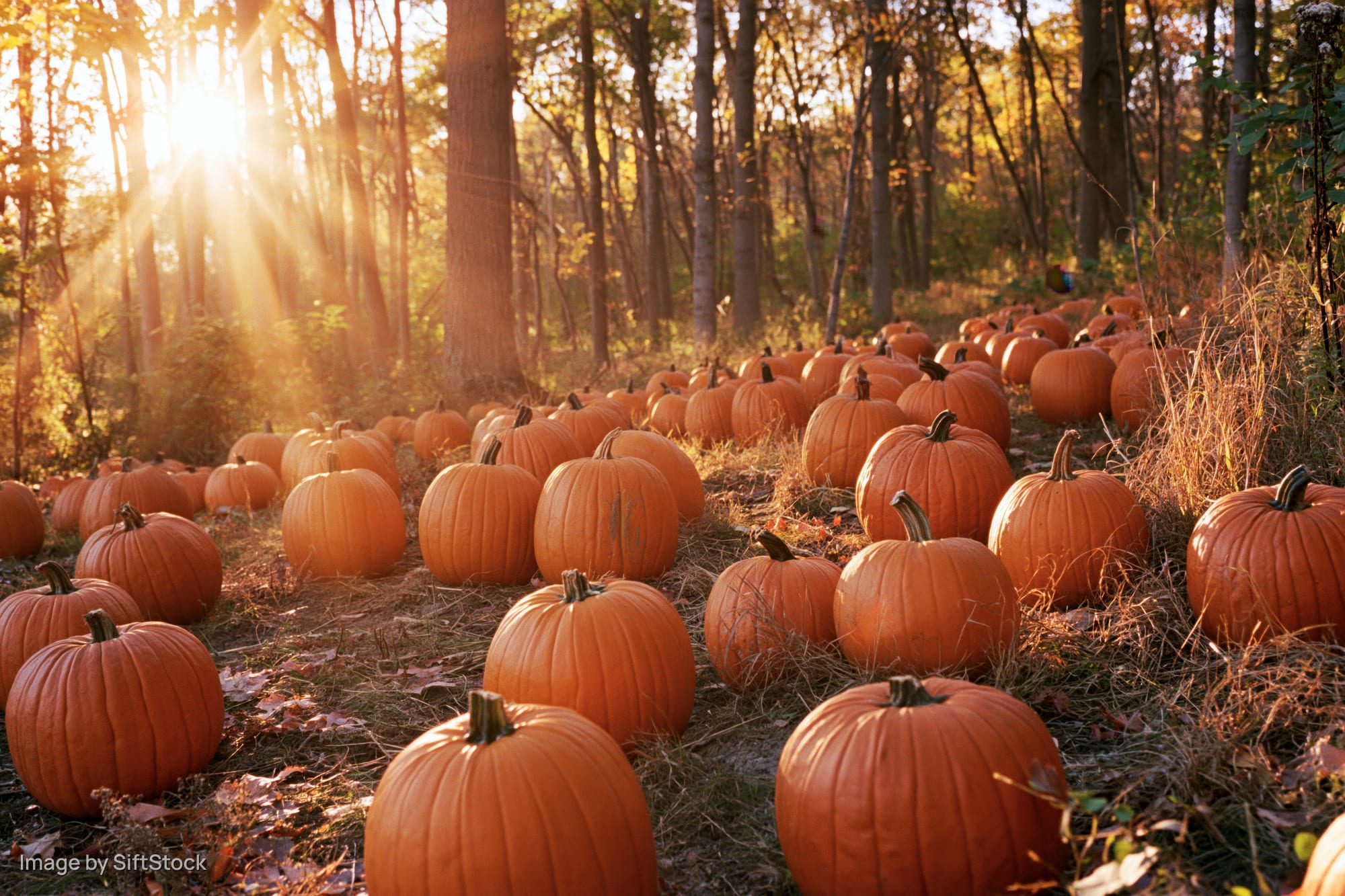 Pumpkins scattered across forest floor in autumn sunlight