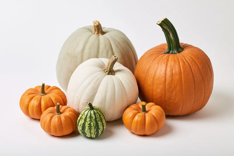 Assorted pumpkins of different sizes and colors arranged on a white surface