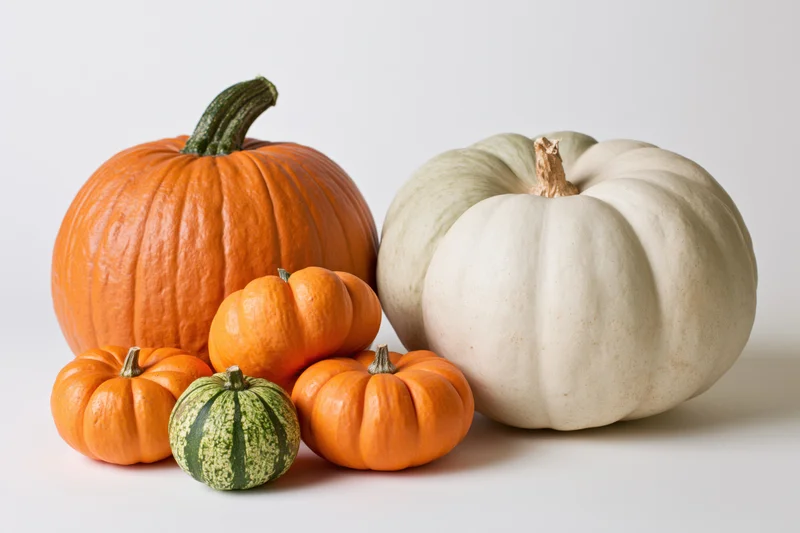 Several pumpkins of different sizes and colors arranged on a plain white surface