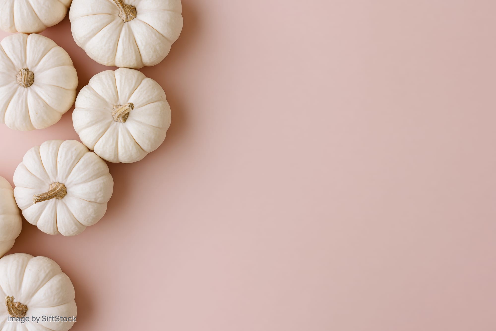 White baby boo pumpkins arranged along the left side of a pink surface with copyspace on the right