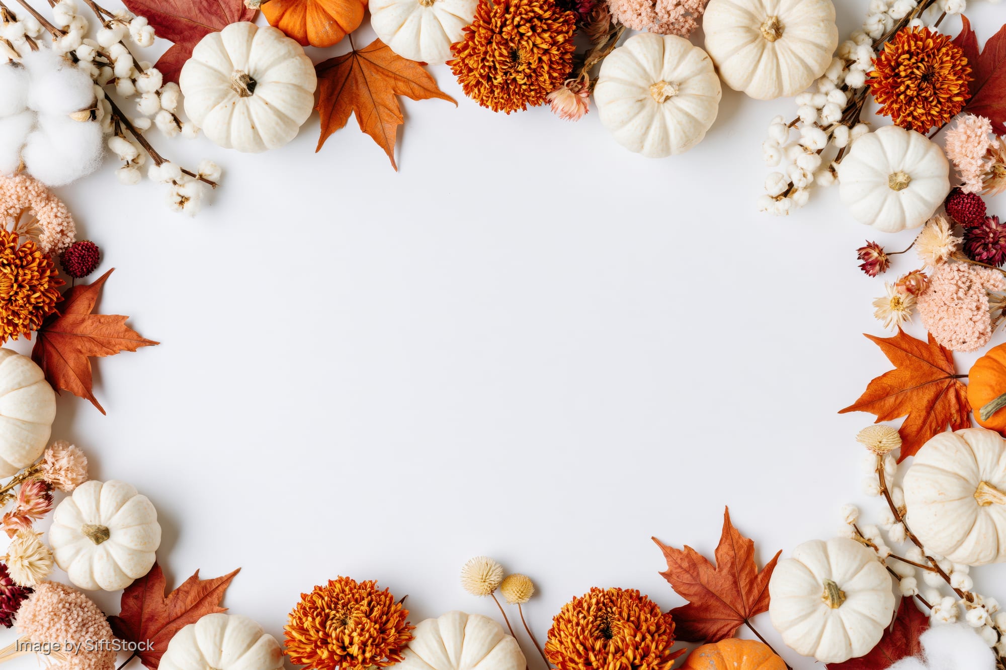 Autumnal flat lay with white and orange mini pumpkins, dried maple leaves, cotton, and flowers arranged in a border around a white background
