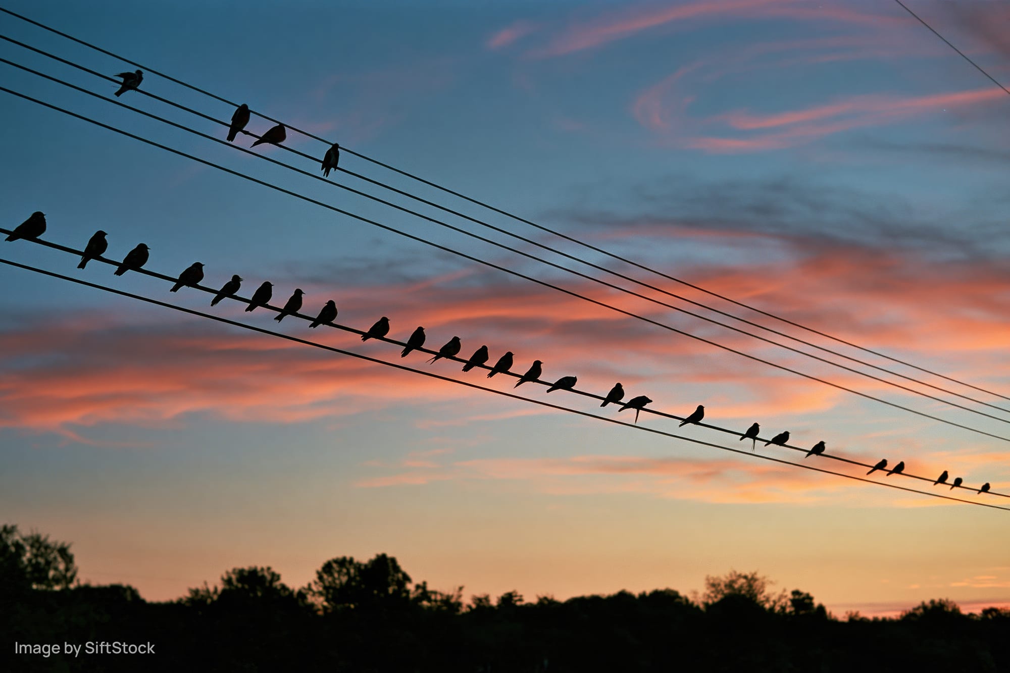 Silhouetted birds perched on powerlines against a colorful sunset sky