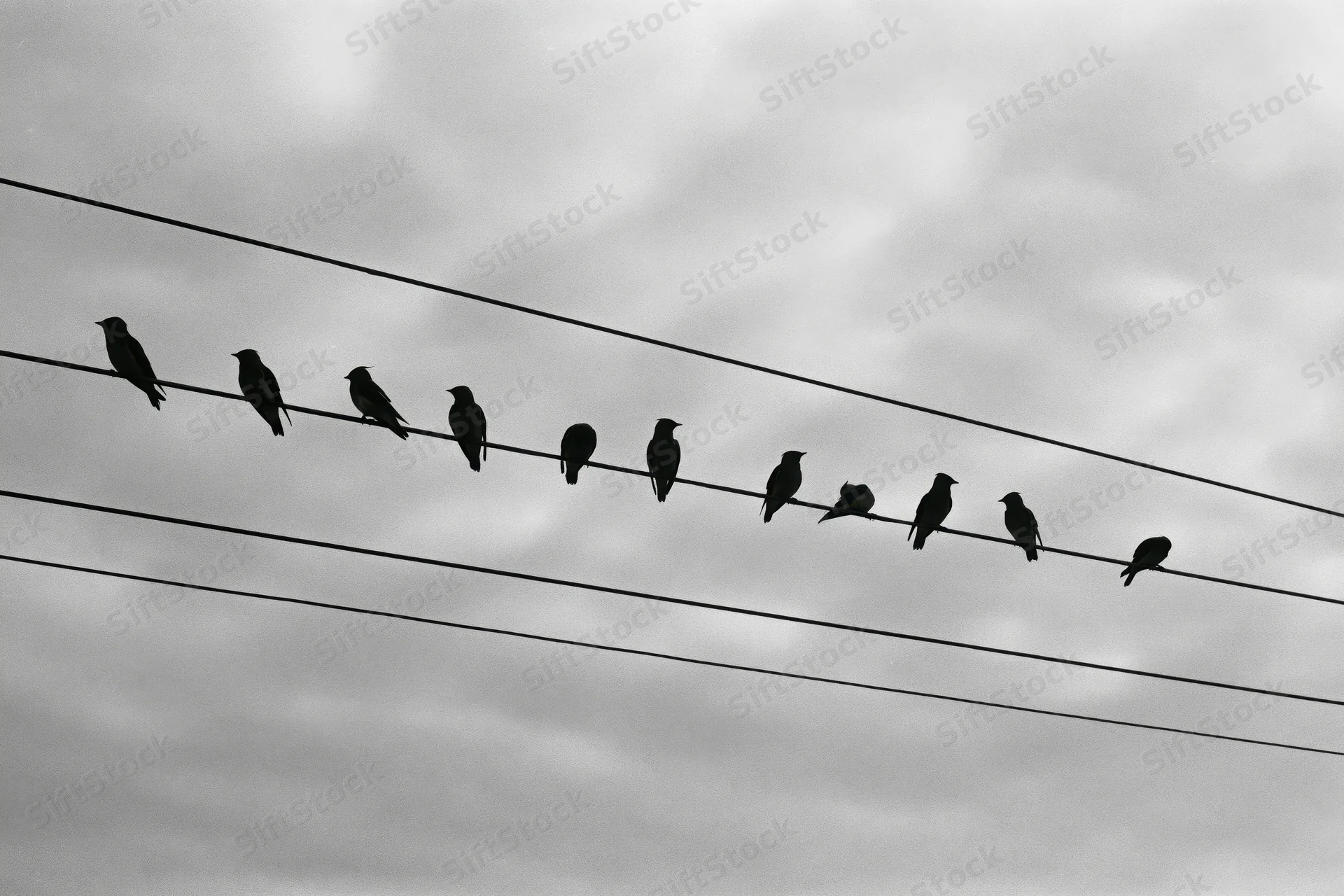 Silhouetted birds perched in a row along power lines against a cloudy sky