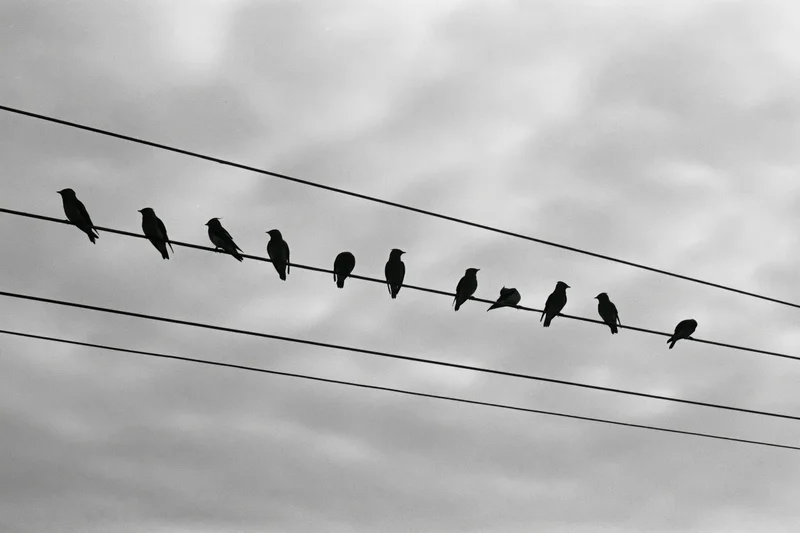 Silhouetted birds perched in a row along power lines against a cloudy sky