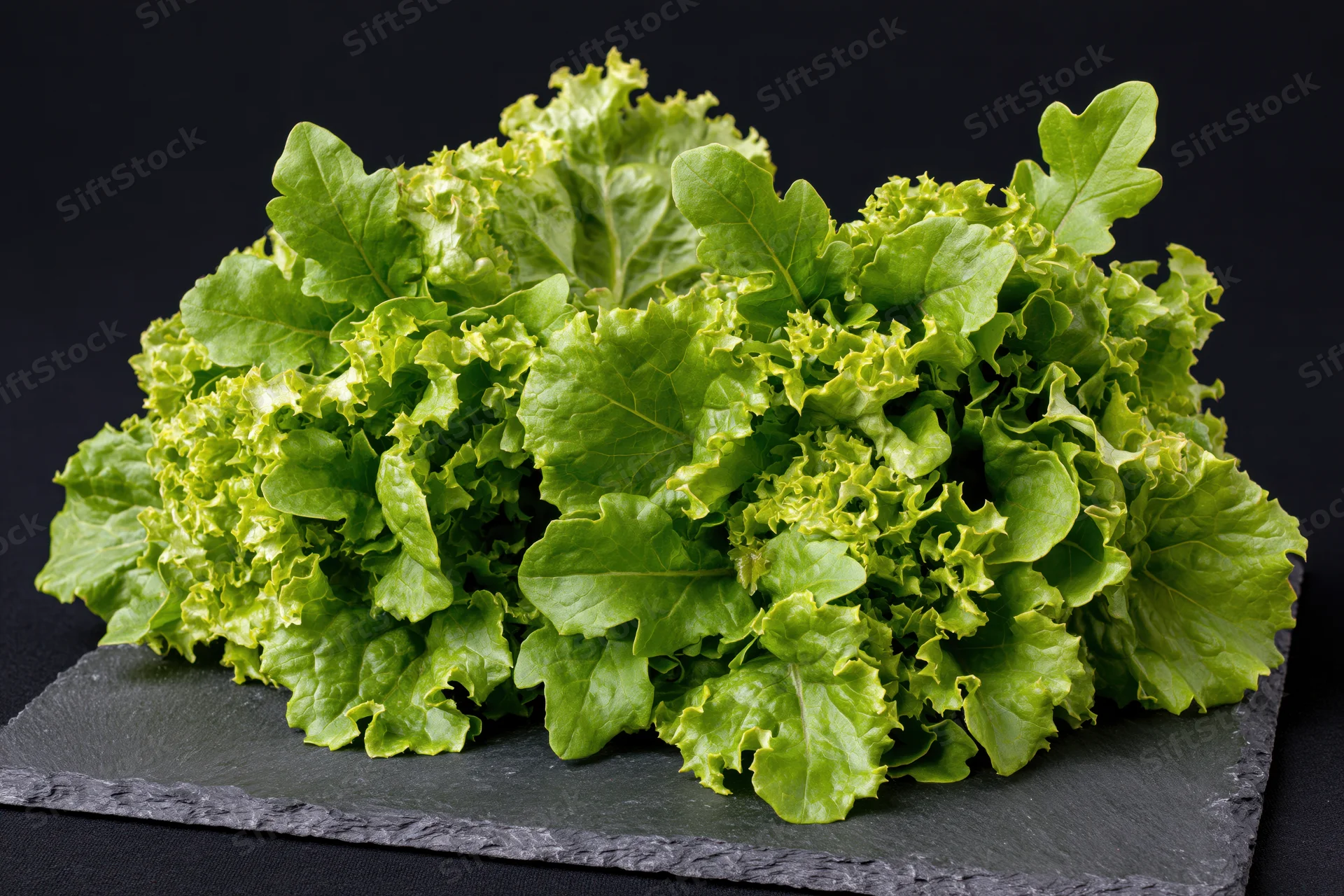Fresh green oak leaf lettuce heads resting on a dark slate surface