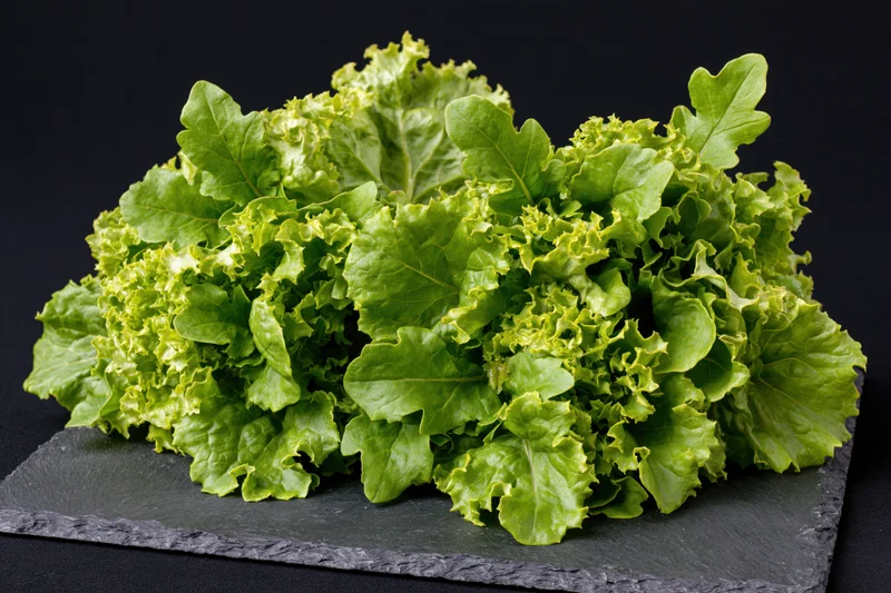 Fresh green oak leaf lettuce heads resting on a dark slate surface