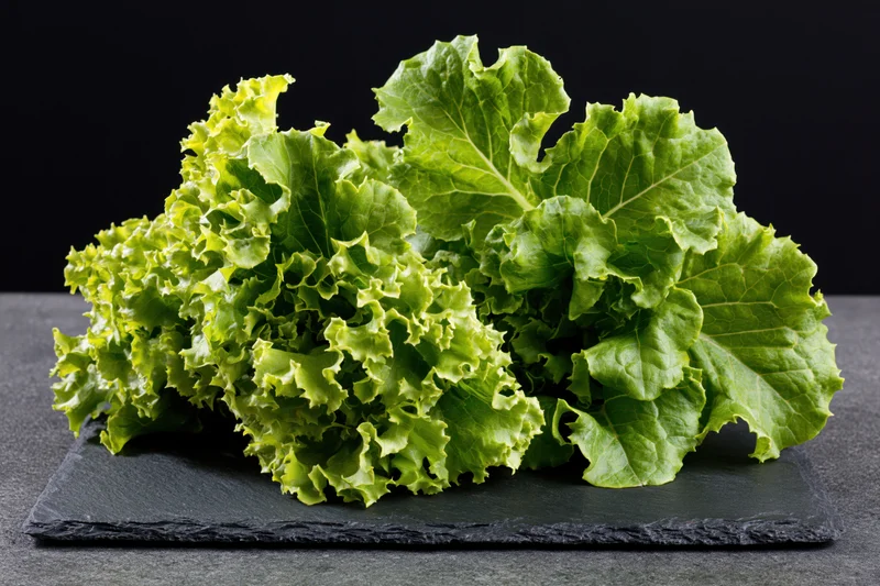 Fresh oak leaf lettuce heads resting on a dark slate surface