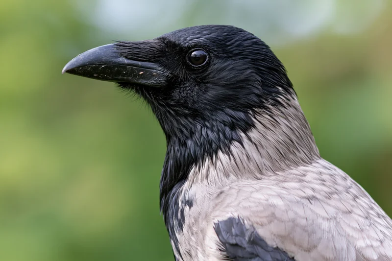 Hooded crow in close-up profile view against blurred green foliage background