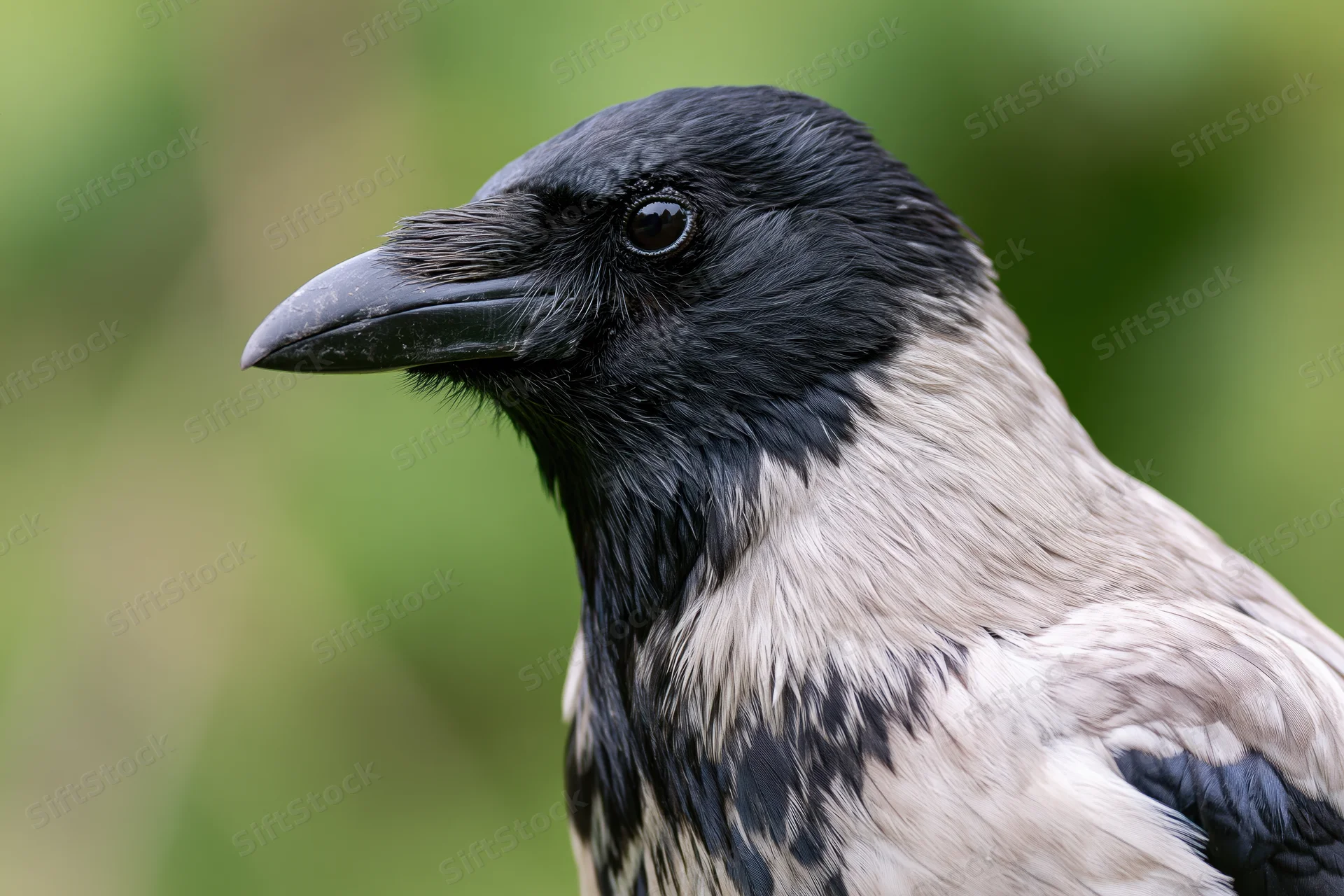 Hooded crow in close-up profile view against blurred green foliage