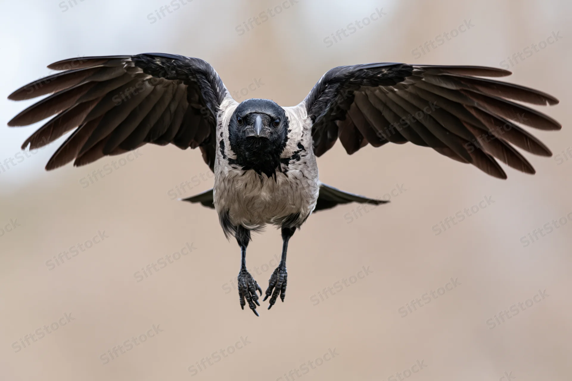Hooded crow in mid-flight with wings spread facing camera