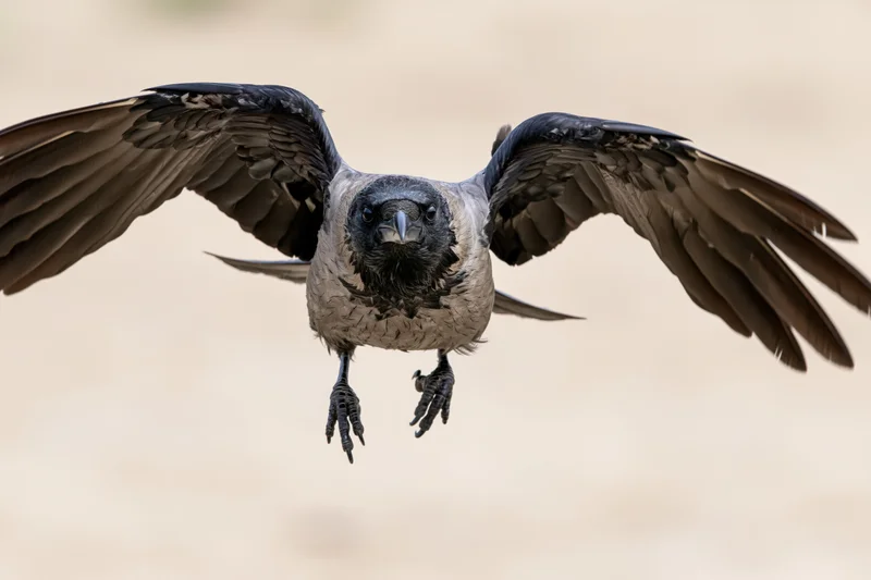 Hooded crow in mid-flight with wings spread facing camera