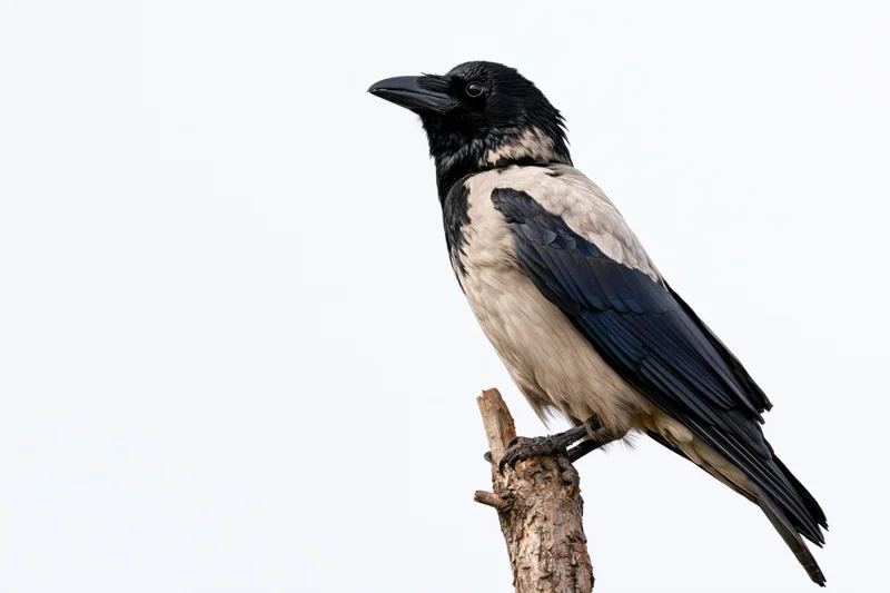 Hooded crow perched alertly on a bare weathered branch stub against white background