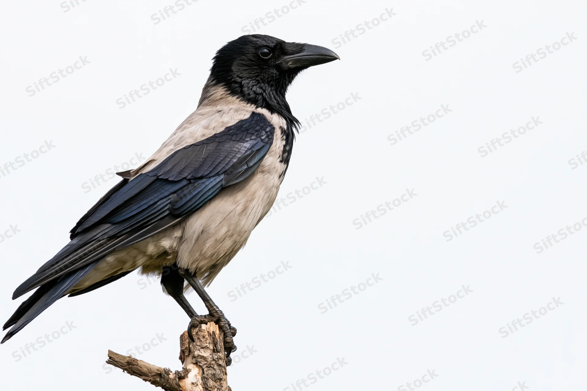 Hooded crow perched alertly on a weathered branch stub against white background