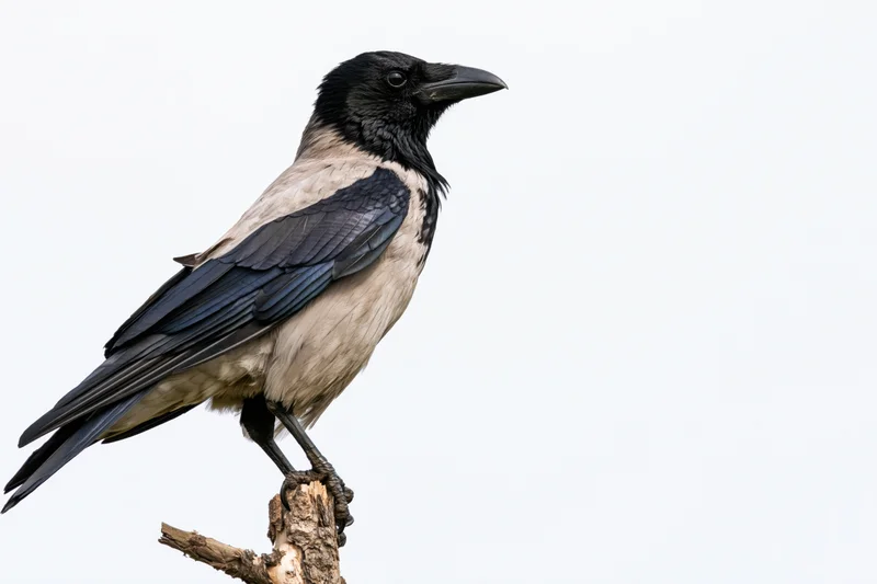 Hooded crow perched alertly on a weathered branch stub against white background