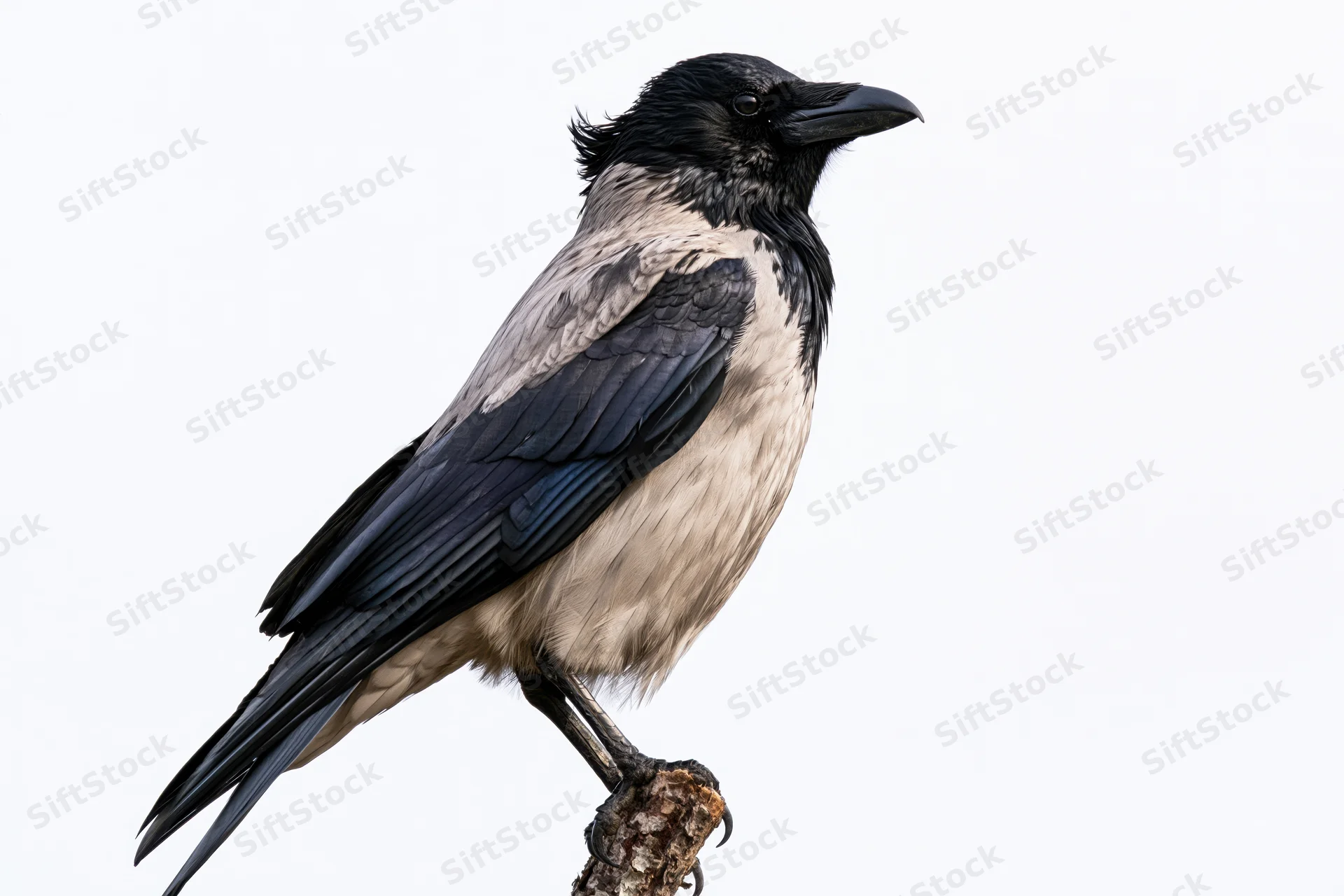 Hooded crow perched alertly on a weathered branch stub against white background
