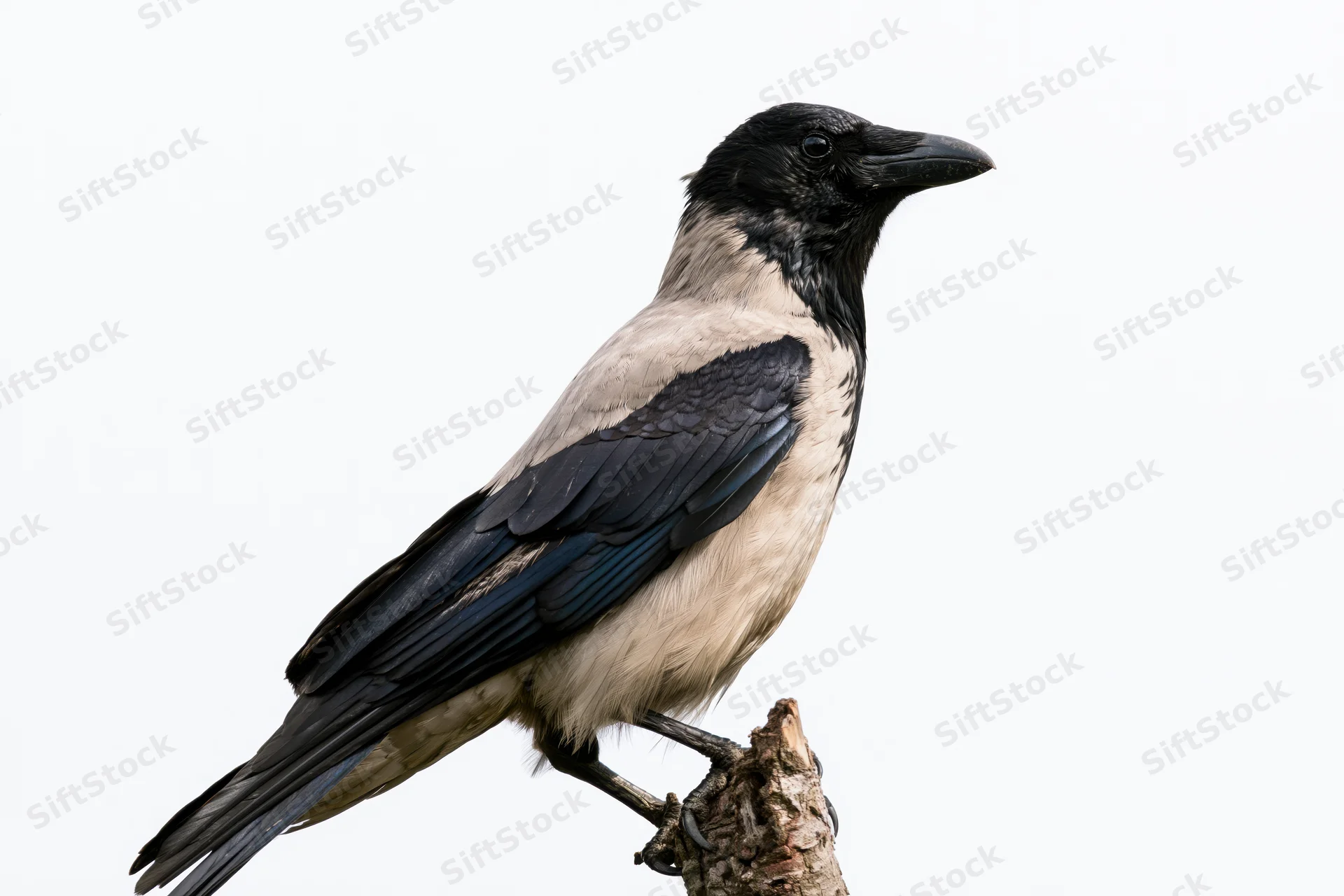 Hooded crow perched alertly on a bare weathered branch stub against white background