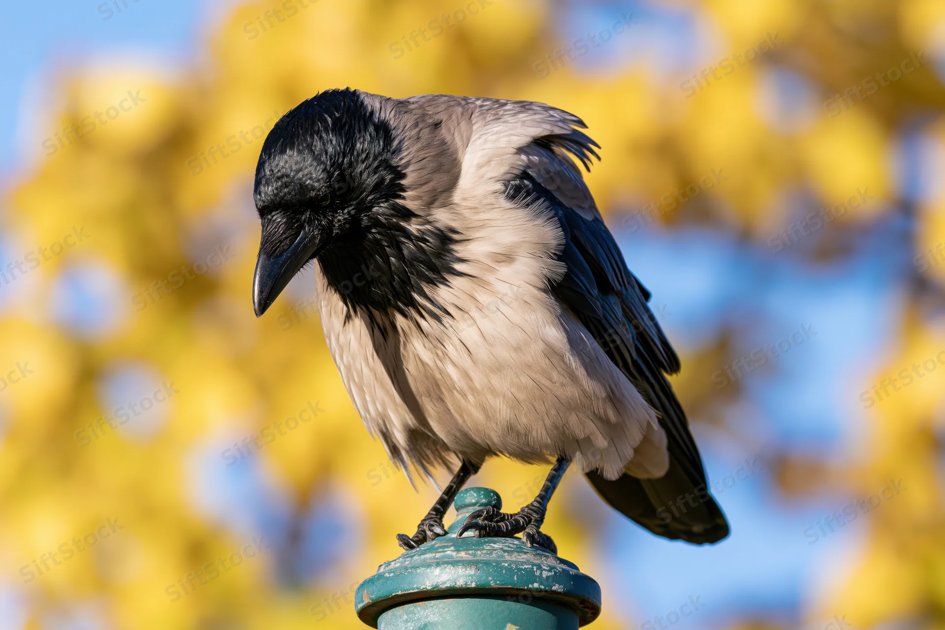 Hooded crow perched on a weathered green metal post finial with yellow foliage in the background